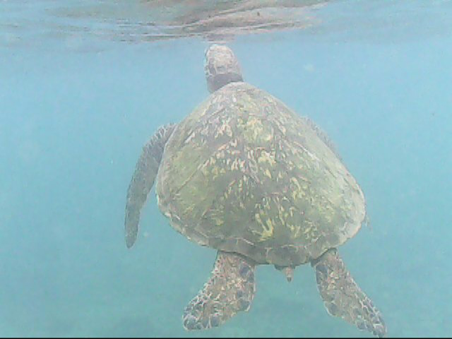 Day 18 snorkeling-   Turtle